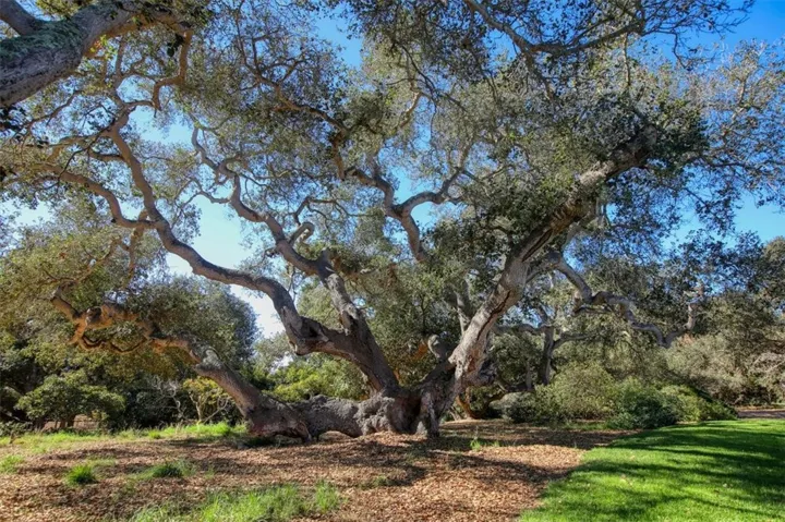Spectacular Coastal Oaks