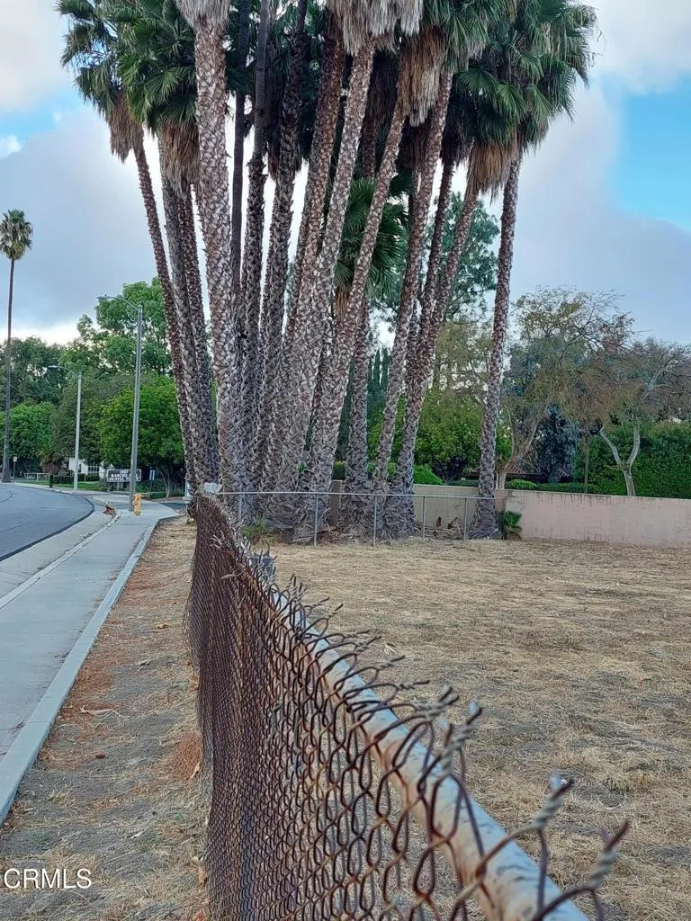 Palm trees at NW lot corner Palm trees at NW lot corner