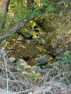 Stream