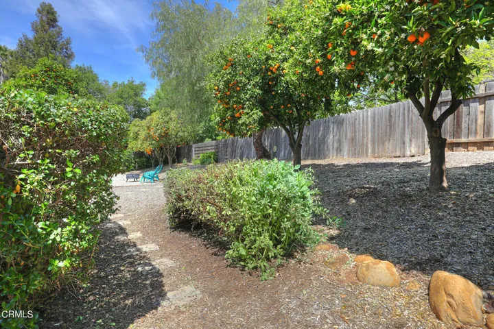 Citrus trees