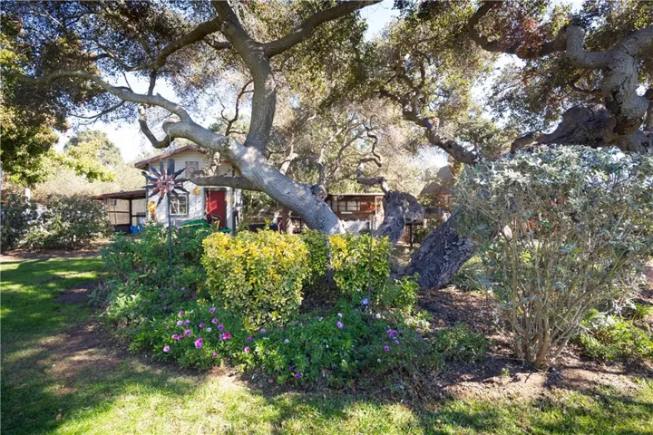 Lucky dog to have this oak in your backyard!