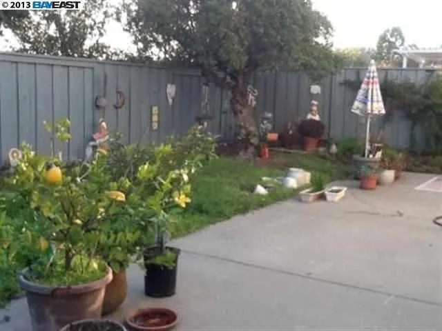 BackYard #1
