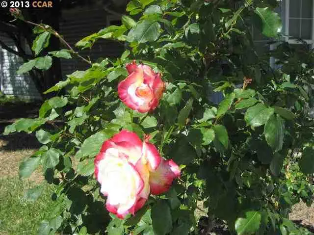 2400 Geraldine Dr, Pleasant Hill, California 94523