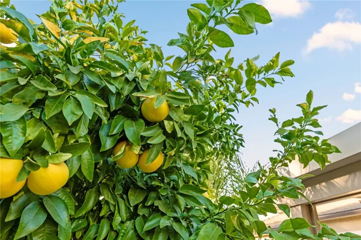 Various fruit trees in the yard