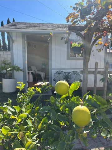 Lime, kumquat and Meyer lemon trees