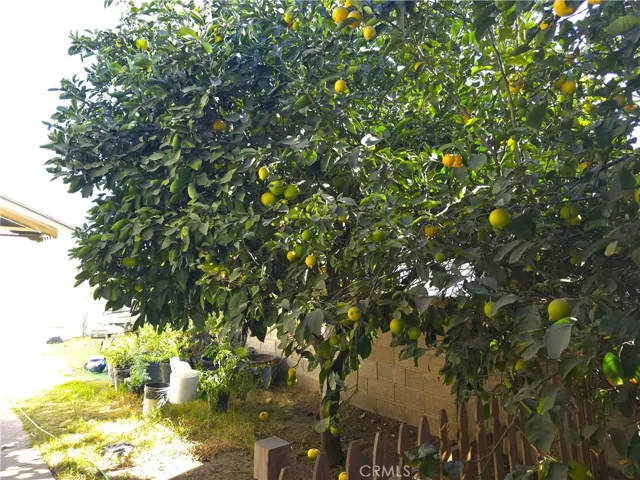 Grapefruit, orange, lemon trees