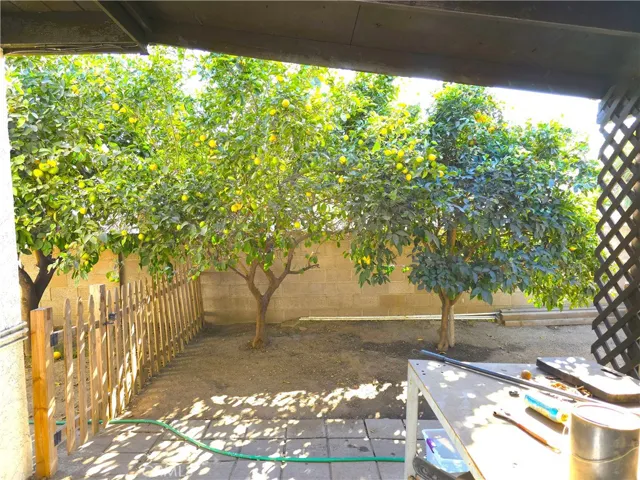 Mature fruit trees