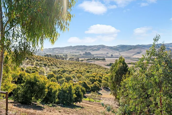 50 Acres of Avocado Orchards