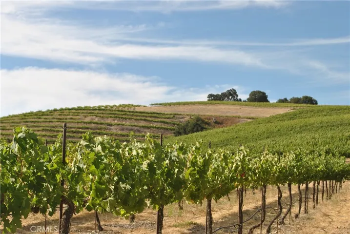 Vineyard