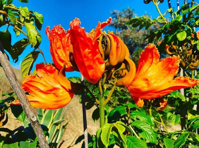 1313 Rice Canyon Rd, Fallbrook, California 92028