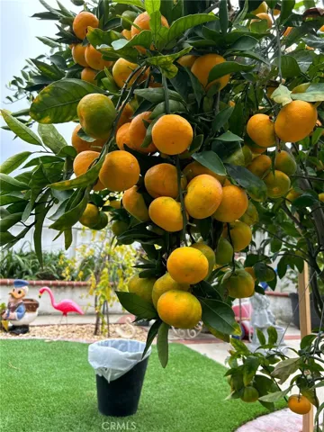 Satsuma orange trees
