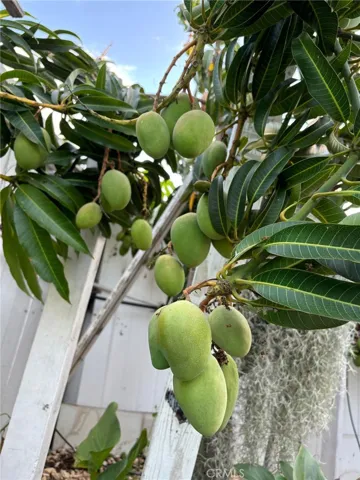 Mango tree