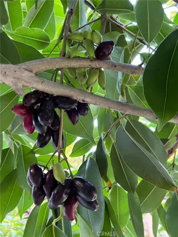 Black plum (duhat)