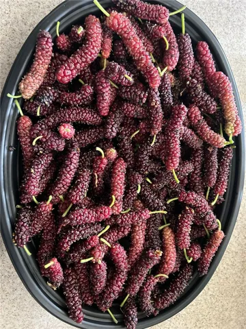Pakistan mulberry