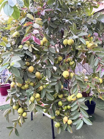 Guava tree