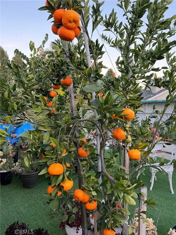 Satsuma orange trees