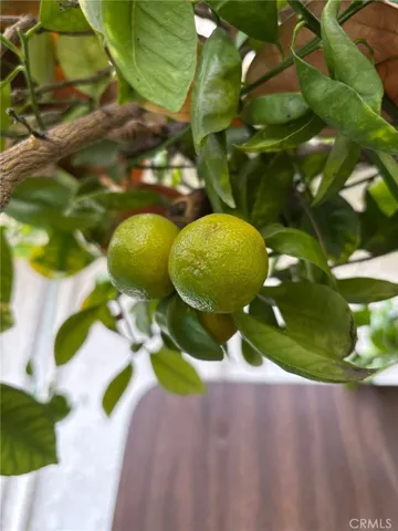 Calamundin (kalamansi)