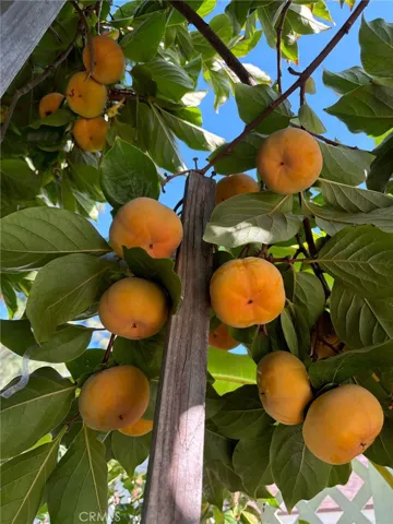 Persimmons