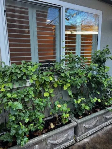 Indian Jasmine outside office window