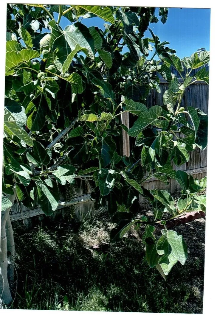 10419 Cimmeron Trail Drive, Adelanto, California 92301 home-pic-32