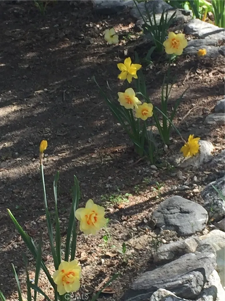 9112 Torrey Pines Road, Forest Falls, California 92339 home-pic-21