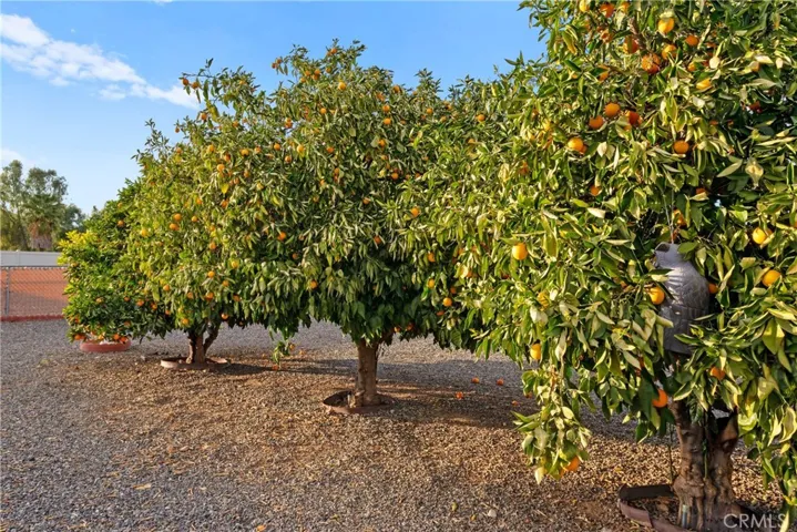 3 Orange Trees
