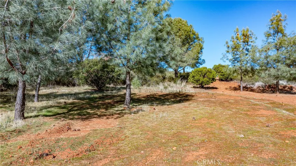 Some nice trees located on the property as well.