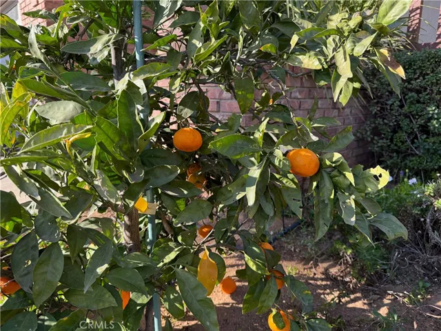 Orange tree
