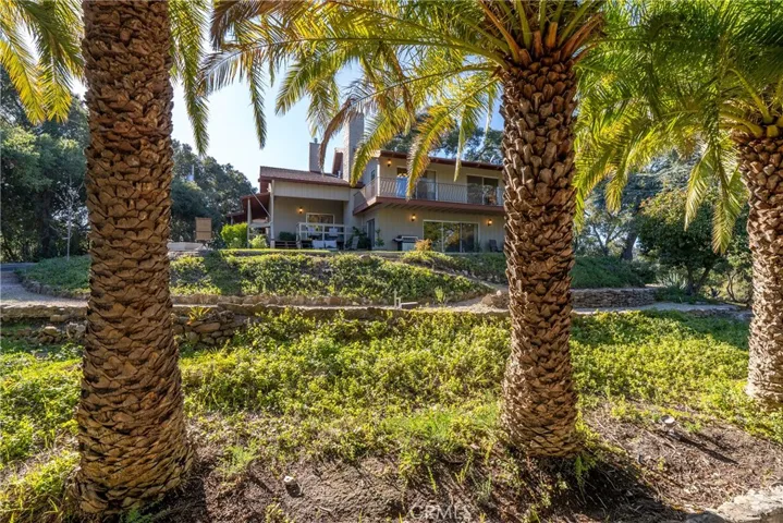 Palm Trees yard view