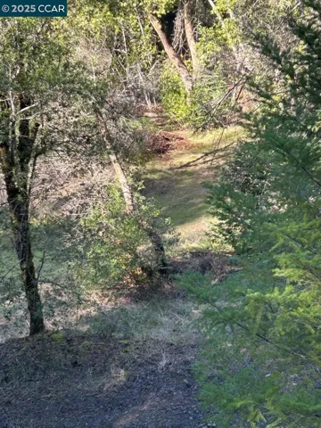 Main Meadow - Back2