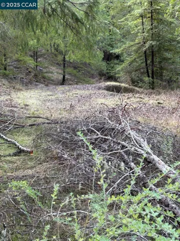 Main Meadow - Back1