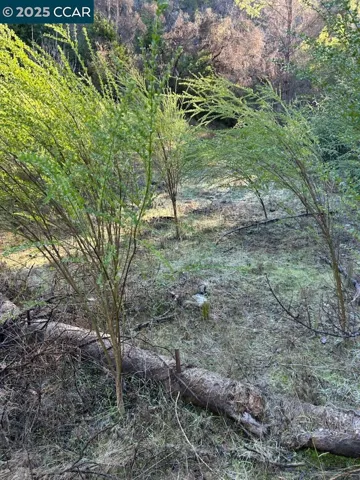 Second Meadow