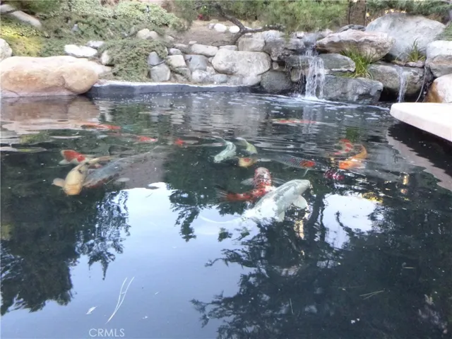 Koi Pond