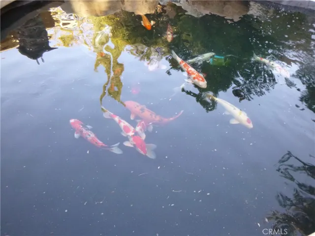 Koi Pond