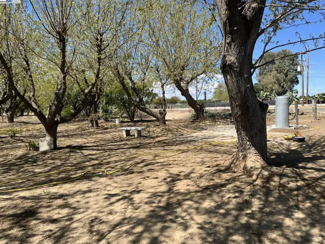 An Oasis of Mulberry Trees to Cool Down in the Hot Summer Days!