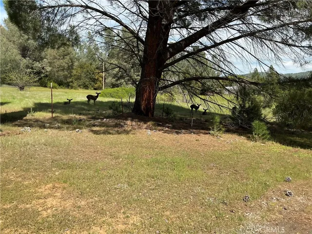 daily deer visitors