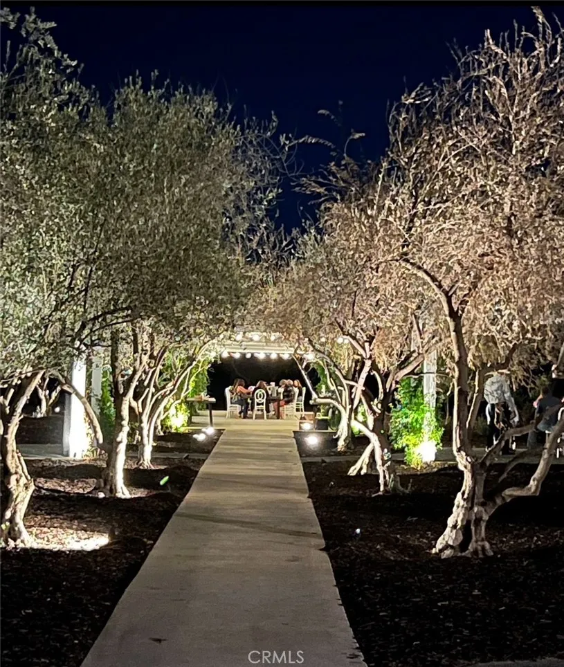 Olive Trees Olive Trees