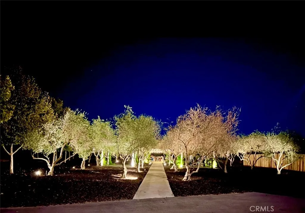 Olive Trees Olive Trees