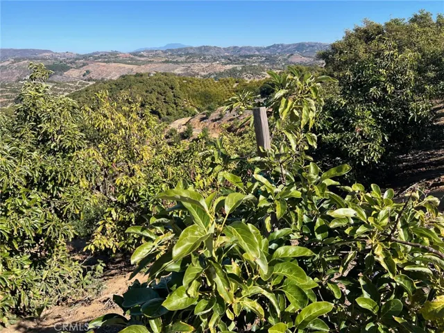 THE NEWLY PLANTED DUSA HAAS TREES WITH  MATURE HAAS TREES IN BACKGROUND PANORAMIC  VIEW  TOWARDS  THE EAST.