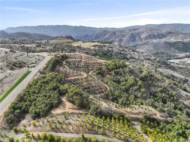 VIEW FROM CAMARON ROAD FRONTAGE OF  FRONT  RIGHT SE CORNER (WHERE SUBJECT PROPERTY AVOCADOS)MEET UP WITH NEIGHBORING TANGERINE GROVE.
