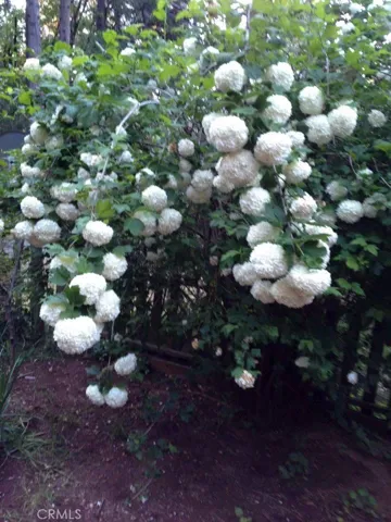 Beautiful "Snow Ball"  tree in the yard