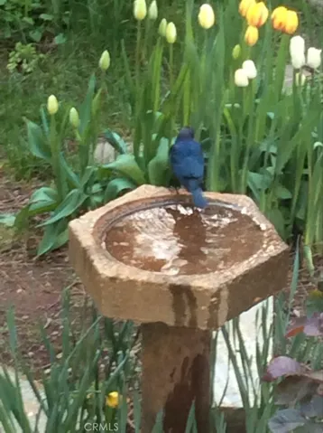 Bird Bath in the front yard