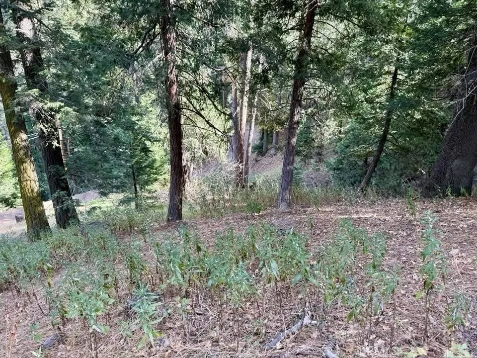 Beautiful corner lot.