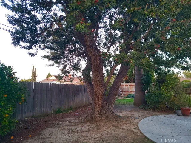 Large pepper tree, huge lot, juice orange tree seen to left.