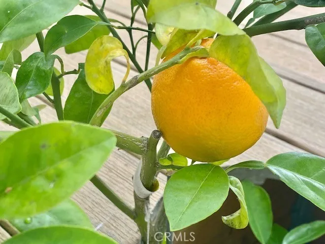 Fresh oranges, lemons and avocado