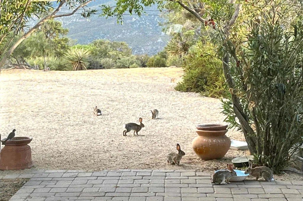 70075 Linda Vista Road, Mountain Center, California 92561 home-pic-24