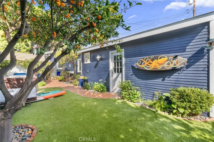 5 Mature Citrus Trees!