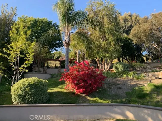 Photo of summertime in the backyard, Full lush landscaping