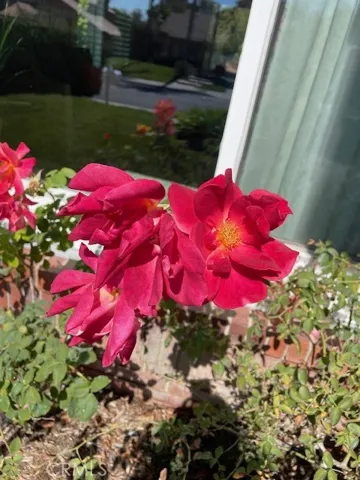 Also beautiful rose bushes too