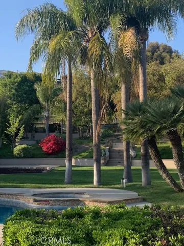Palm trees by the pool and spa